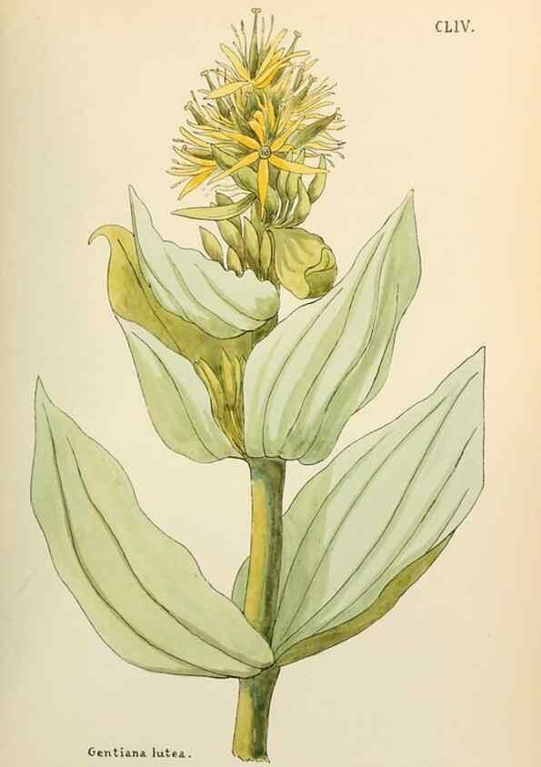 Reproducción/Reproduction 48591871167: Flowers of the Engadine.. Winchester,Printed for the Author by Warren and Son,1891.. 