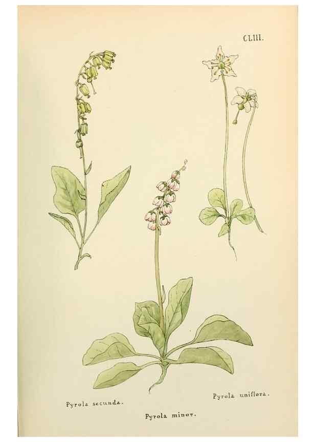 Reproducción/Reproduction 48591870717: Flowers of the Engadine.. Winchester,Printed for the Author by Warren and Son,1891.. 