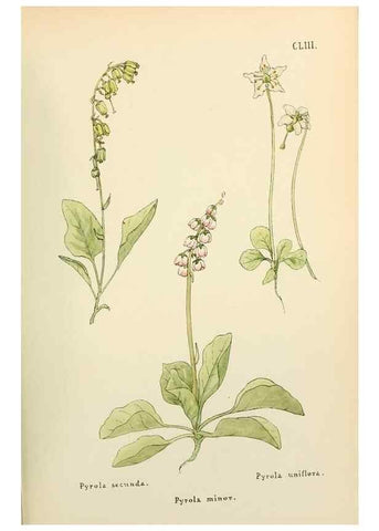 Reproducción/Reproduction 48591870717: Flowers of the Engadine.. Winchester,Printed for the Author by Warren and Son,1891.. 