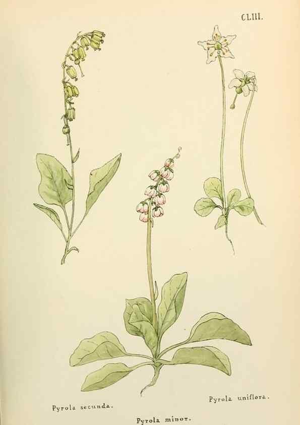 Reproducción/Reproduction 48591870717: Flowers of the Engadine.. Winchester,Printed for the Author by Warren and Son,1891.. 