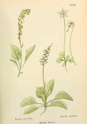 Reproducción/Reproduction 48591870717: Flowers of the Engadine.. Winchester,Printed for the Author by Warren and Son,1891.. 