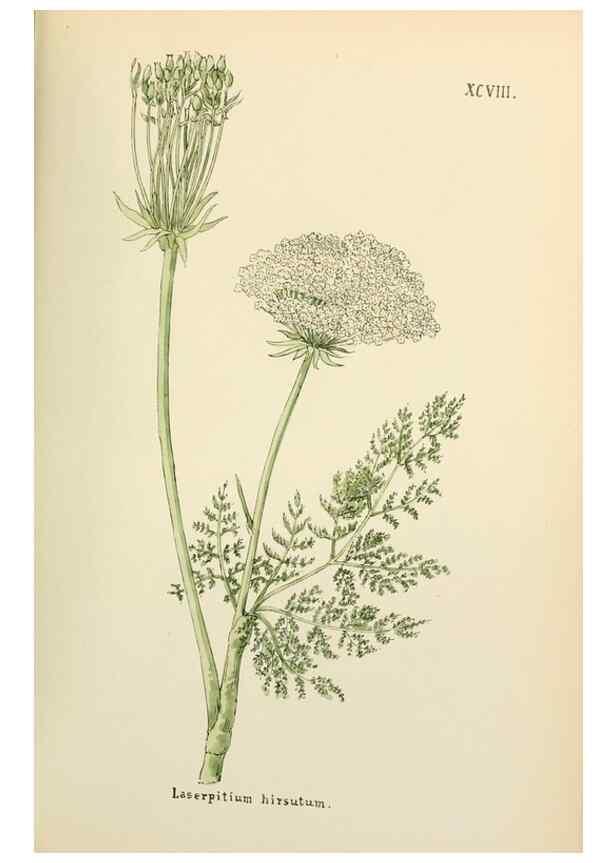 Reproducción/Reproduction 48591701056: Flowers of the Engadine.. Winchester,Printed for the Author by Warren and Son,1891.. 