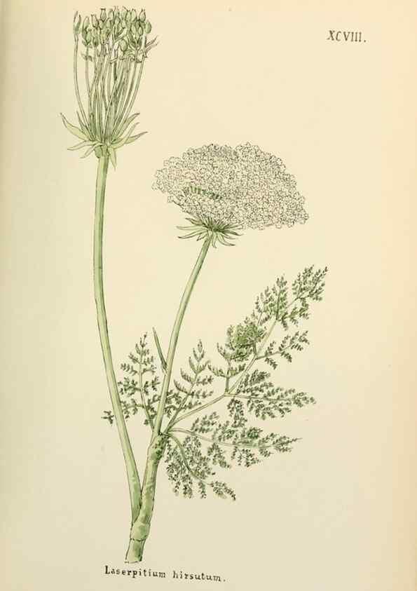 Reproducción/Reproduction 48591701056: Flowers of the Engadine.. Winchester,Printed for the Author by Warren and Son,1891.. 