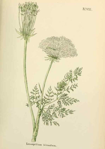 Reproducción/Reproduction 48591701056: Flowers of the Engadine.. Winchester,Printed for the Author by Warren and Son,1891.. 