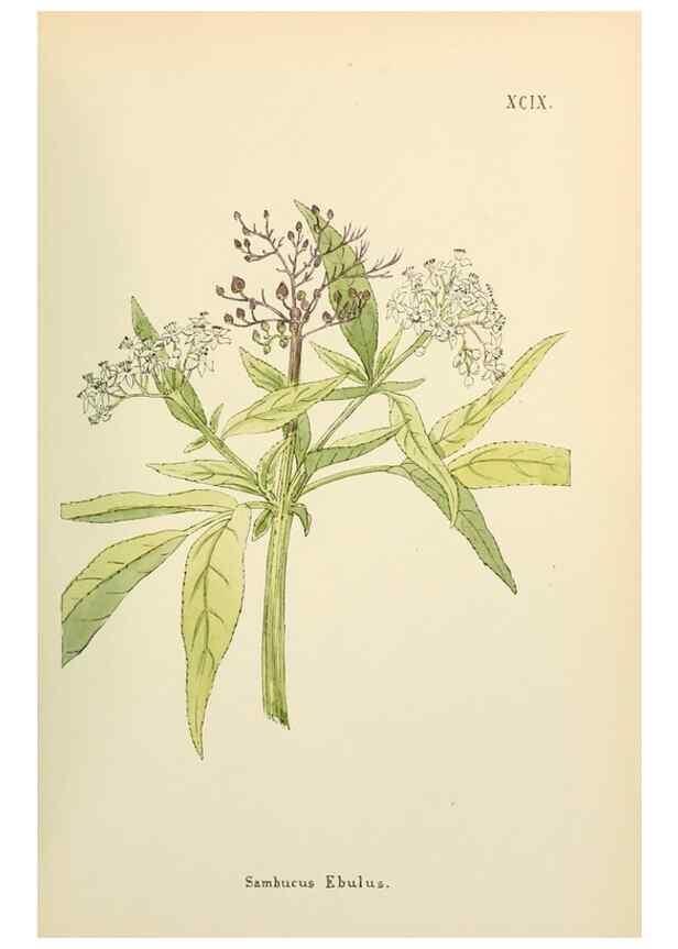 Reproducción/Reproduction 48591847062: Flowers of the Engadine.. Winchester,Printed for the Author by Warren and Son,1891.. 