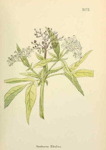Reproducción/Reproduction 48591847062: Flowers of the Engadine.. Winchester,Printed for the Author by Warren and Son,1891.. 