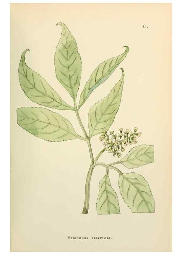 Reproducción/Reproduction 48591701986: Flowers of the Engadine.. Winchester,Printed for the Author by Warren and Son,1891.. 