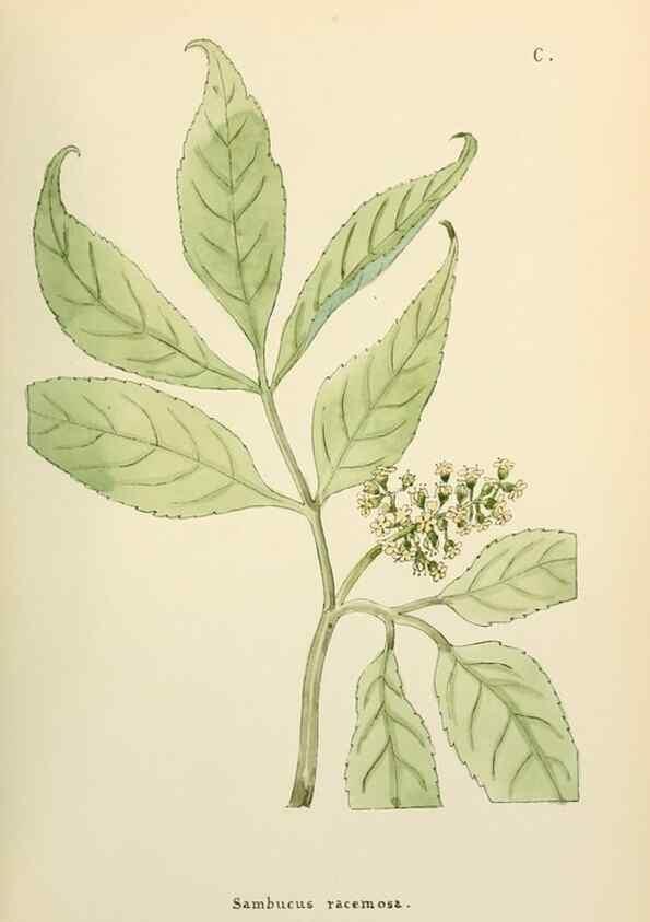 Reproducción/Reproduction 48591701986: Flowers of the Engadine.. Winchester,Printed for the Author by Warren and Son,1891.. 