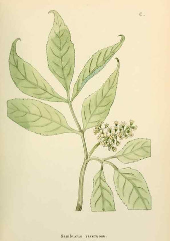Reproducción/Reproduction 48591701986: Flowers of the Engadine.. Winchester,Printed for the Author by Warren and Son,1891.. 