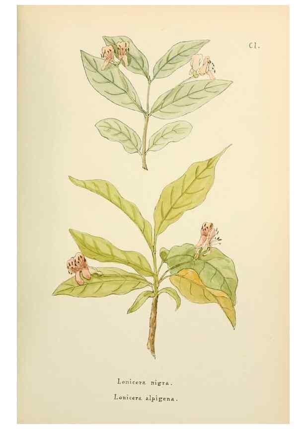Reproducción/Reproduction 48591702526: Flowers of the Engadine.. Winchester,Printed for the Author by Warren and Son,1891.. 