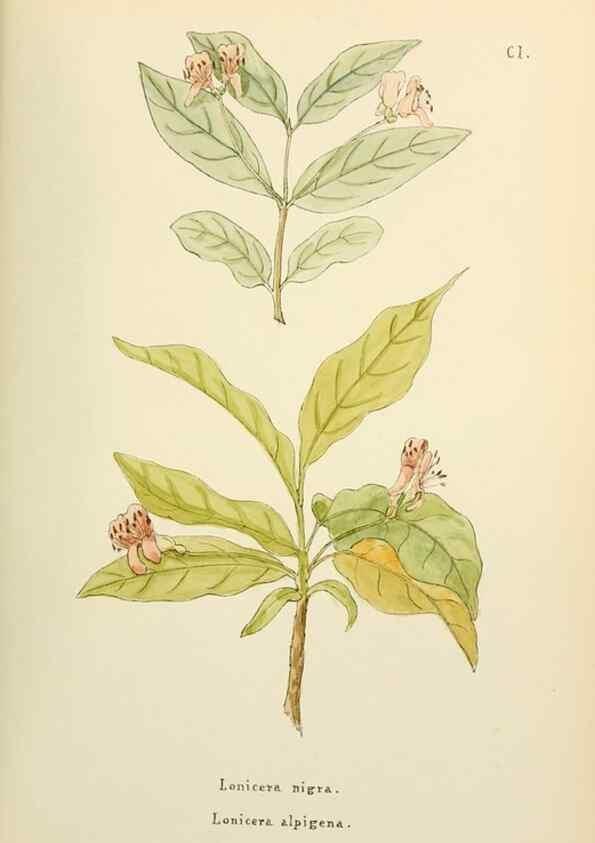 Reproducción/Reproduction 48591702526: Flowers of the Engadine.. Winchester,Printed for the Author by Warren and Son,1891.. 