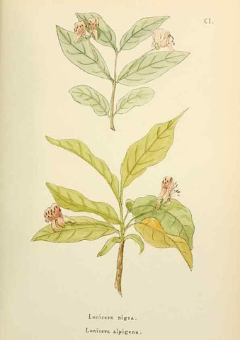 Reproducción/Reproduction 48591702526: Flowers of the Engadine.. Winchester,Printed for the Author by Warren and Son,1891.. 