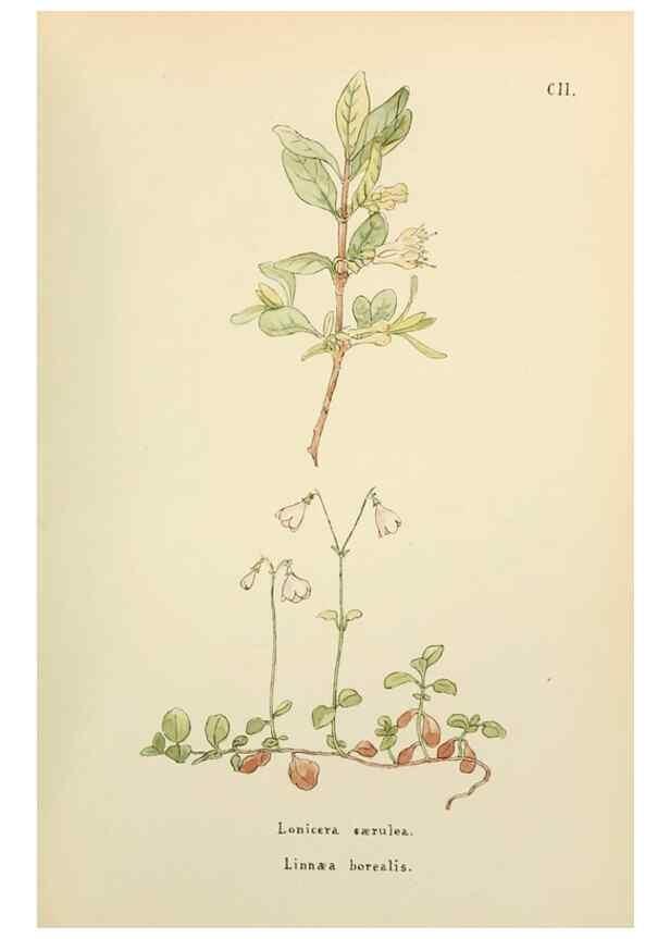 Reproducción/Reproduction 48591848577: Flowers of the Engadine.. Winchester,Printed for the Author by Warren and Son,1891.. 