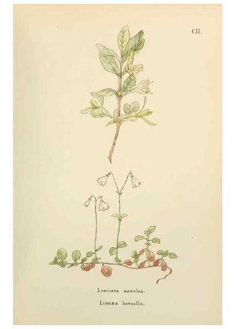 Reproducción/Reproduction 48591848577: Flowers of the Engadine.. Winchester,Printed for the Author by Warren and Son,1891.. 