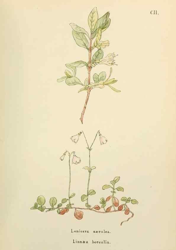 Reproducción/Reproduction 48591848577: Flowers of the Engadine.. Winchester,Printed for the Author by Warren and Son,1891.. 