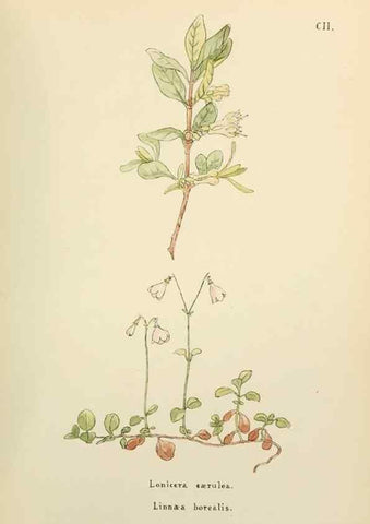 Reproducción/Reproduction 48591848577: Flowers of the Engadine.. Winchester,Printed for the Author by Warren and Son,1891.. 