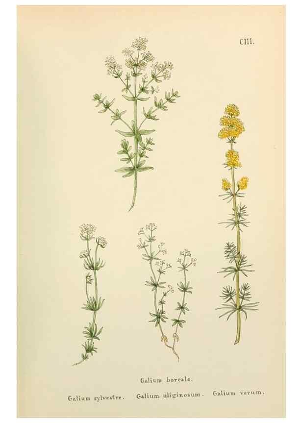 Reproducción/Reproduction 48591848962: Flowers of the Engadine.. Winchester,Printed for the Author by Warren and Son,1891.. 