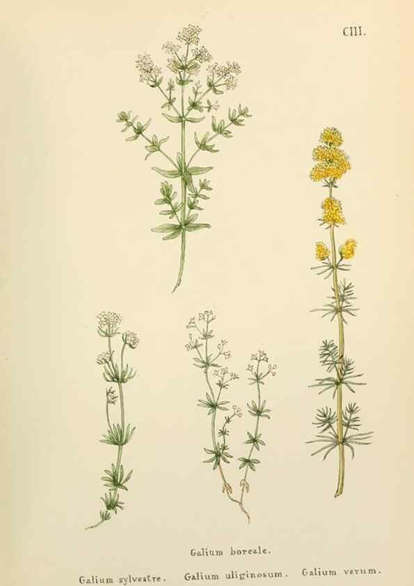 Reproducción/Reproduction 48591848962: Flowers of the Engadine.. Winchester,Printed for the Author by Warren and Son,1891.. 