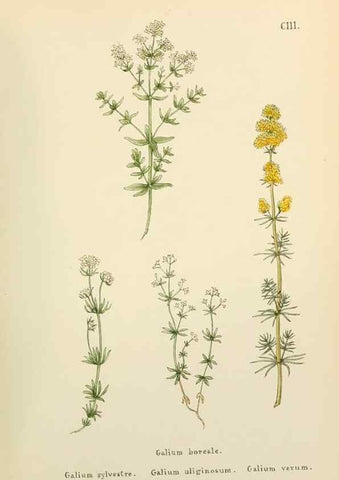 Reproducción/Reproduction 48591848962: Flowers of the Engadine.. Winchester,Printed for the Author by Warren and Son,1891.. 