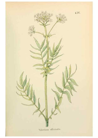 Reproducción/Reproduction 48591849502: Flowers of the Engadine.. Winchester,Printed for the Author by Warren and Son,1891.. 