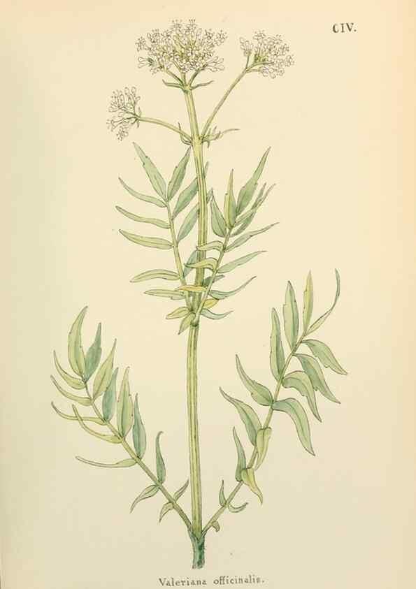 Reproducción/Reproduction 48591849502: Flowers of the Engadine.. Winchester,Printed for the Author by Warren and Son,1891.. 