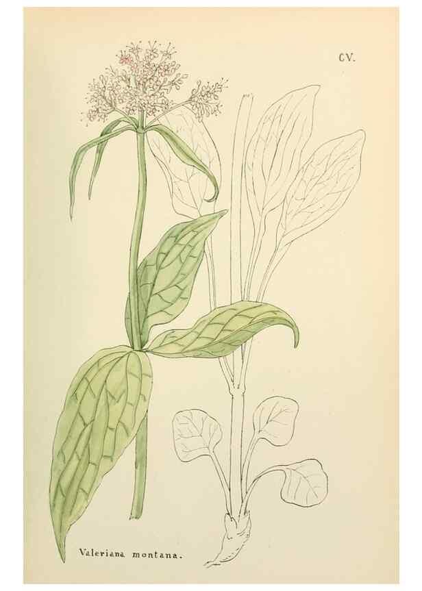Reproducción/Reproduction 48591850532: Flowers of the Engadine.. Winchester,Printed for the Author by Warren and Son,1891.. 