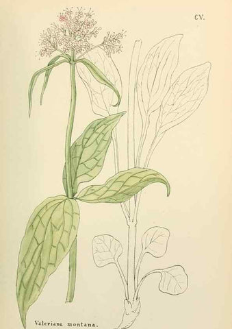 Reproducción/Reproduction 48591850532: Flowers of the Engadine.. Winchester,Printed for the Author by Warren and Son,1891.. 