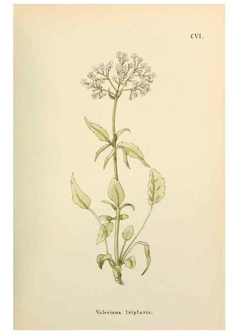 Reproducción/Reproduction 48591705316: Flowers of the Engadine.. Winchester,Printed for the Author by Warren and Son,1891.. 