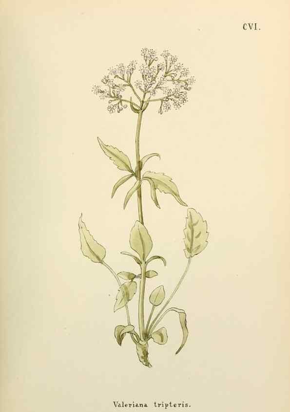 Reproducción/Reproduction 48591705316: Flowers of the Engadine.. Winchester,Printed for the Author by Warren and Son,1891.. 