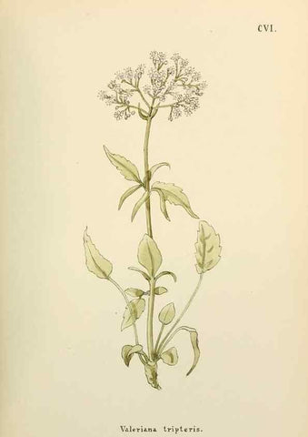 Reproducción/Reproduction 48591705316: Flowers of the Engadine.. Winchester,Printed for the Author by Warren and Son,1891.. 