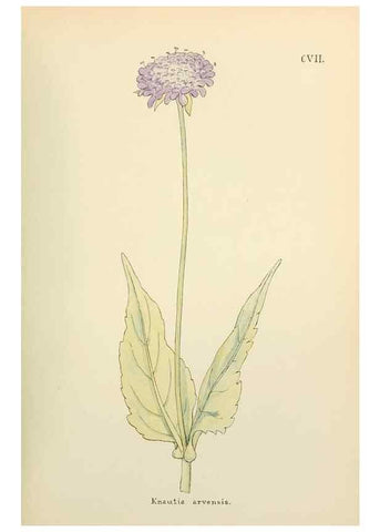 Reproducción/Reproduction 48591705731: Flowers of the Engadine.. Winchester,Printed for the Author by Warren and Son,1891.. 