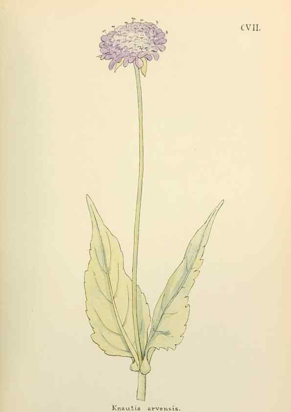 Reproducción/Reproduction 48591705731: Flowers of the Engadine.. Winchester,Printed for the Author by Warren and Son,1891.. 