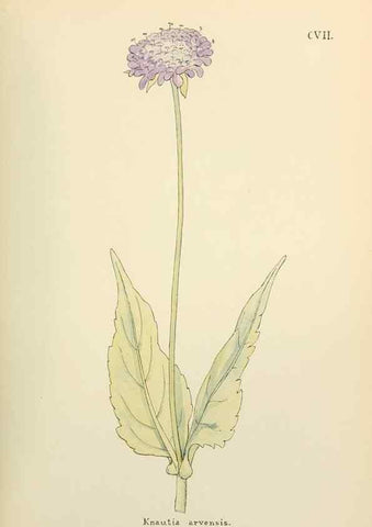 Reproducción/Reproduction 48591705731: Flowers of the Engadine.. Winchester,Printed for the Author by Warren and Son,1891.. 