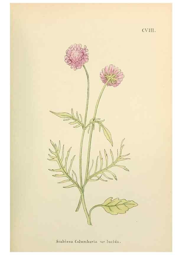 Reproducción/Reproduction 48591706181: Flowers of the Engadine.. Winchester,Printed for the Author by Warren and Son,1891.. 