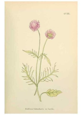 Reproducción/Reproduction 48591706181: Flowers of the Engadine.. Winchester,Printed for the Author by Warren and Son,1891.. 