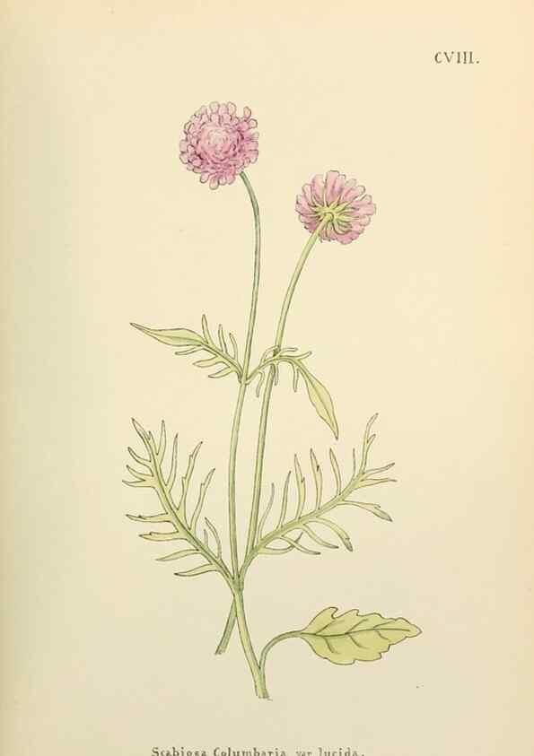Reproducción/Reproduction 48591706181: Flowers of the Engadine.. Winchester,Printed for the Author by Warren and Son,1891.. 