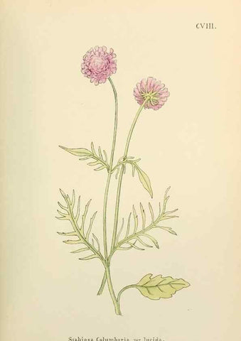 Reproducción/Reproduction 48591706181: Flowers of the Engadine.. Winchester,Printed for the Author by Warren and Son,1891.. 