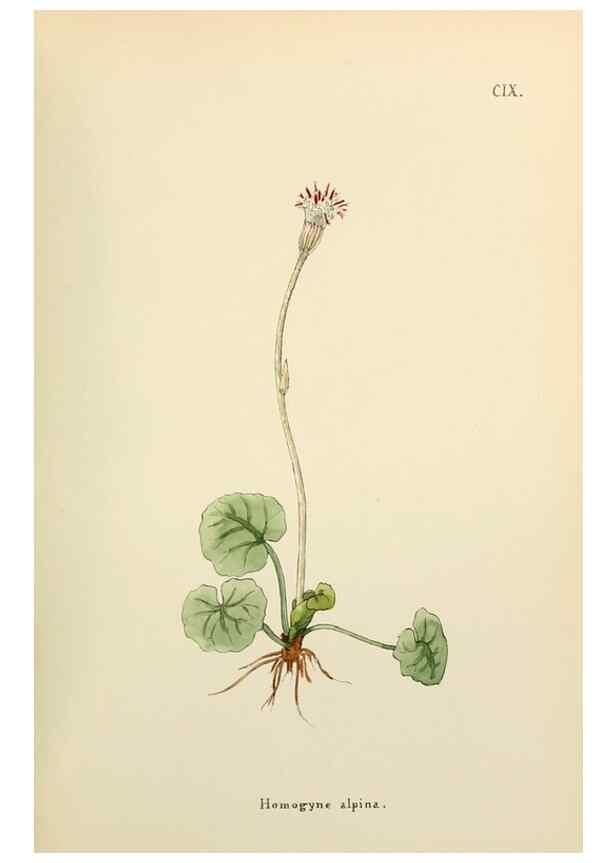 Reproducción/Reproduction 48591852122: Flowers of the Engadine.. Winchester,Printed for the Author by Warren and Son,1891.. 