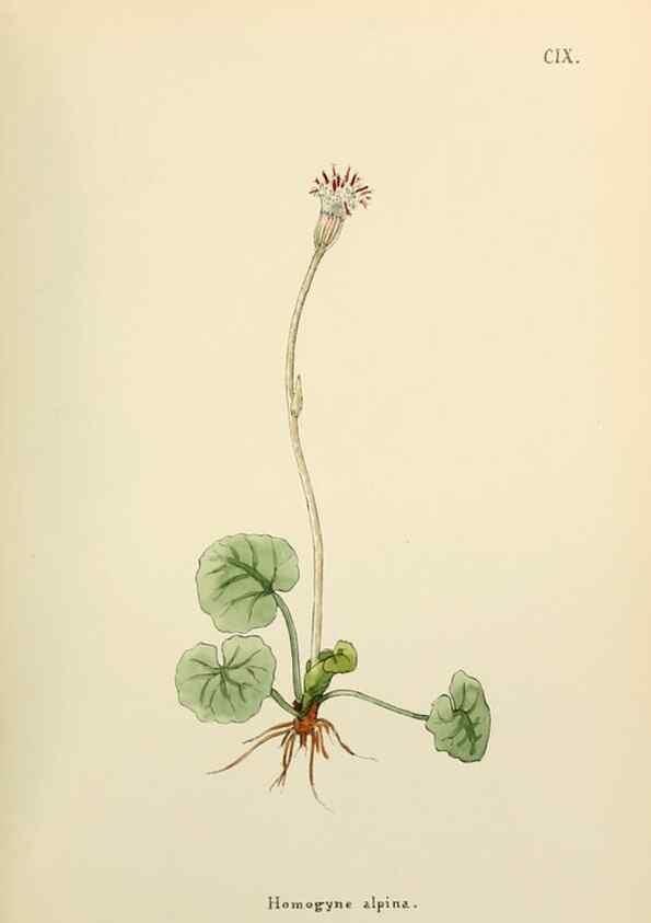 Reproducción/Reproduction 48591852122: Flowers of the Engadine.. Winchester,Printed for the Author by Warren and Son,1891.. 