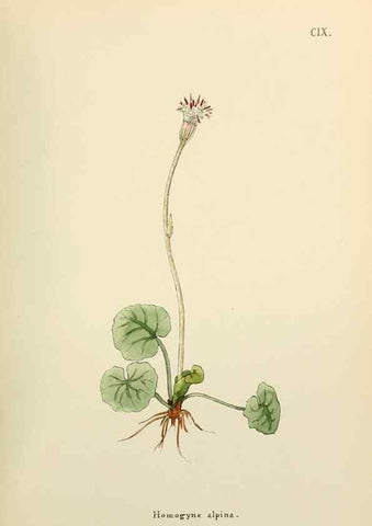 Reproducción/Reproduction 48591852122: Flowers of the Engadine.. Winchester,Printed for the Author by Warren and Son,1891.. 