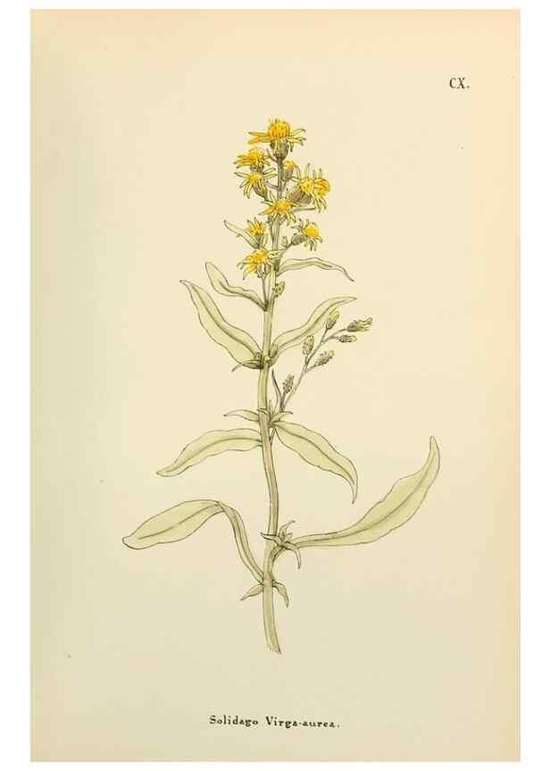 Reproducción/Reproduction 48591706826: Flowers of the Engadine.. Winchester,Printed for the Author by Warren and Son,1891.. 