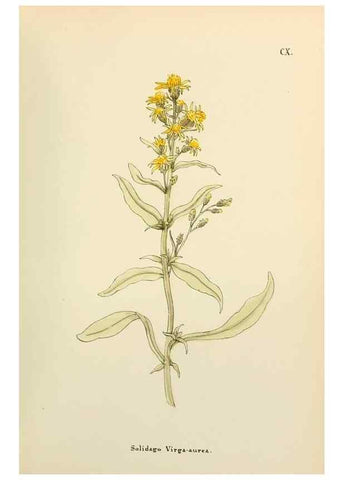 Reproducción/Reproduction 48591706826: Flowers of the Engadine.. Winchester,Printed for the Author by Warren and Son,1891.. 