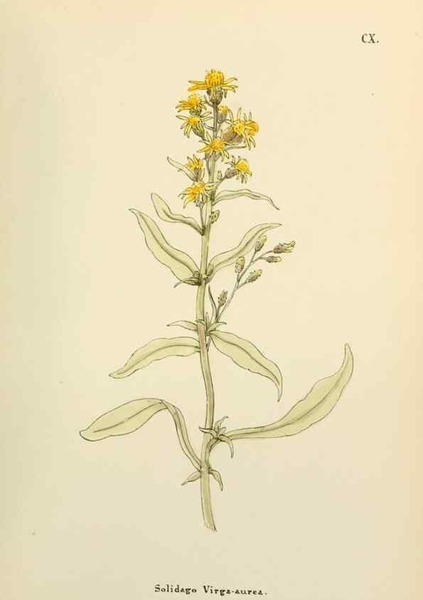 Reproducción/Reproduction 48591706826: Flowers of the Engadine.. Winchester,Printed for the Author by Warren and Son,1891.. 