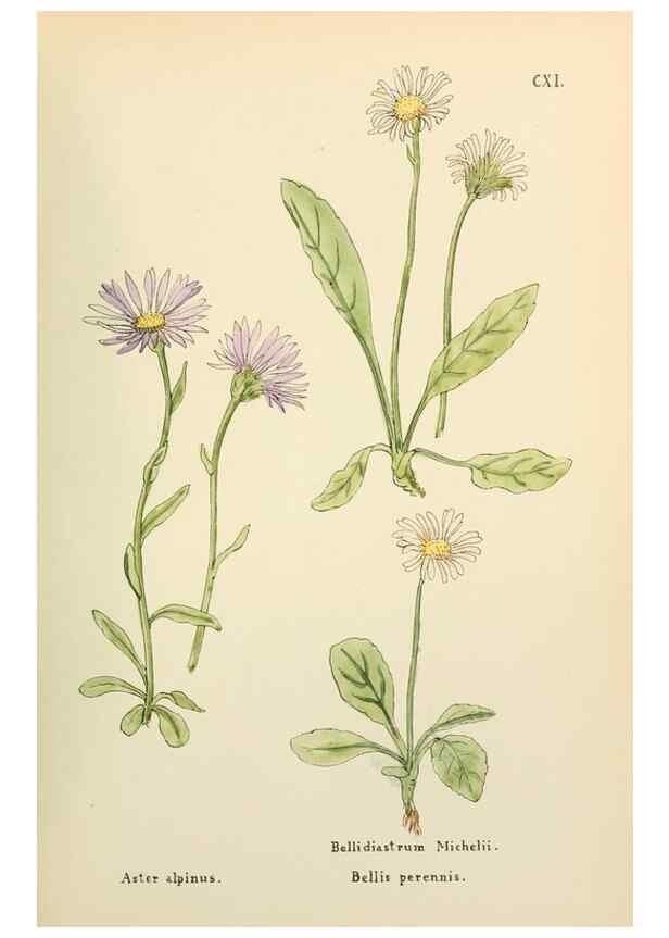 Reproducción/Reproduction 48591852902: Flowers of the Engadine.. Winchester,Printed for the Author by Warren and Son,1891.. 
