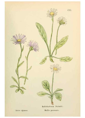 Reproducción/Reproduction 48591852902: Flowers of the Engadine.. Winchester,Printed for the Author by Warren and Son,1891.. 