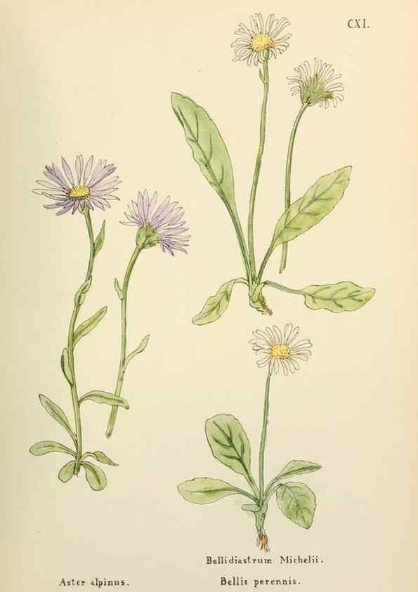 Reproducción/Reproduction 48591852902: Flowers of the Engadine.. Winchester,Printed for the Author by Warren and Son,1891.. 