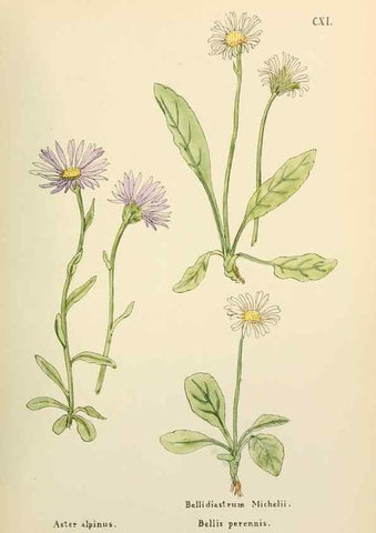 Reproducción/Reproduction 48591852902: Flowers of the Engadine.. Winchester,Printed for the Author by Warren and Son,1891.. 