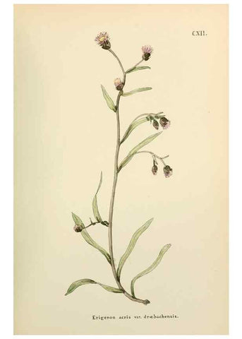 Reproducción/Reproduction 48591853297: Flowers of the Engadine.. Winchester,Printed for the Author by Warren and Son,1891.. 