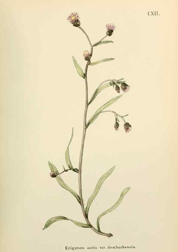 Reproducción/Reproduction 48591853297: Flowers of the Engadine.. Winchester,Printed for the Author by Warren and Son,1891.. 