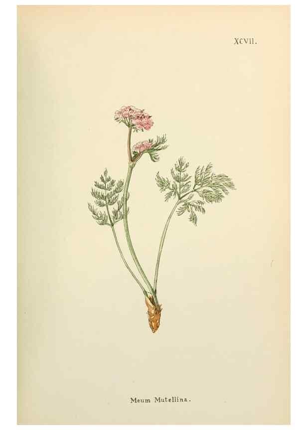 Reproducción/Reproduction 48591700526: Flowers of the Engadine.. Winchester,Printed for the Author by Warren and Son,1891.. 